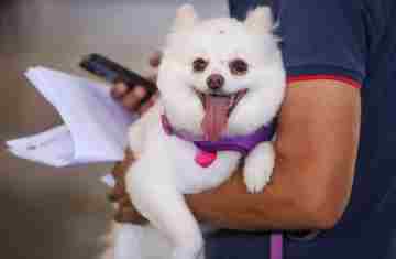  Estado prorroga prazo para inscrição de OSCs no Conselho de Direitos Animais 